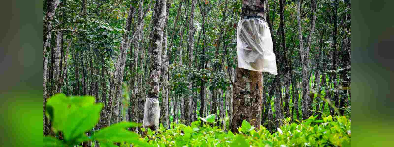 තුරු සවිය අරමුදල ඈවර කෙරේ...